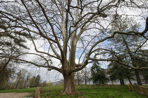 arbres remarquables dans le parc de Buisson rond