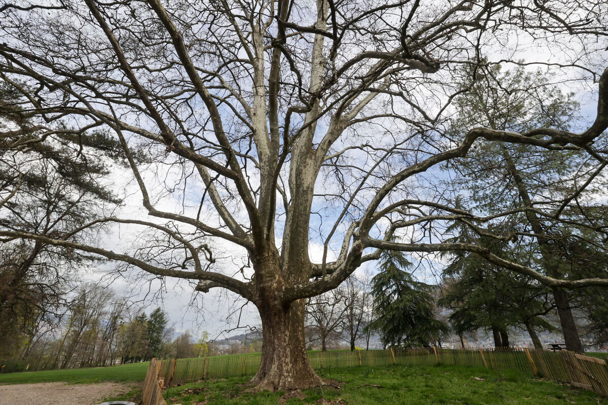 arbres remarquables dans le parc de Buisson rond