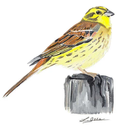 Bruant jaune