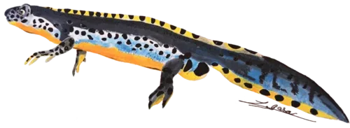 Triton Alpestre