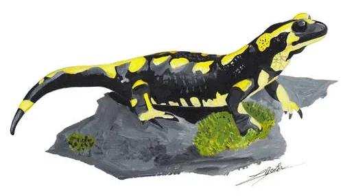 Salamandre